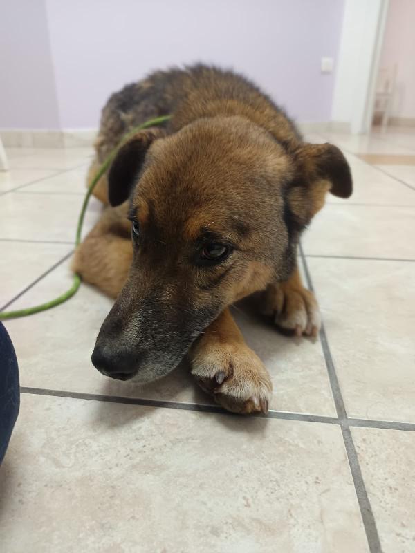 Patorino 5 anni dolcissimo Foto 6